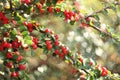 Cranberry Cotoneaster with curly floating bokeh