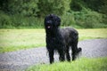 Wet briard