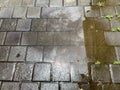 The wet brick surface reflecting light A detailed view of the wet sidewalk after rain Royalty Free Stock Photo