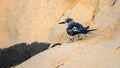 Wet Bridled Tern drying wings on a sandy beach Royalty Free Stock Photo