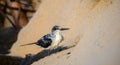Wet Bridled Tern drying wings on a sandy beach. Royalty Free Stock Photo