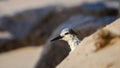 Wet Bridled Tern drying wings on a sandy beach, hiding behind a sand dune Royalty Free Stock Photo