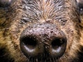 a wet brown animal nose