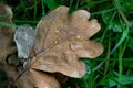 Wet, brown autumn oak leaf in green grass. Water droplets on oak leaf Royalty Free Stock Photo