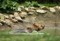 Wet brown bear taking a bath Royalty Free Stock Photo