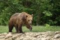 Wet brown bear after taking a bath Royalty Free Stock Photo