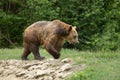 Wet brown bear walking after taking a bath Royalty Free Stock Photo
