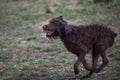 Wet brown dog is running through a grassy field with a tennis ball in its mouth Royalty Free Stock Photo