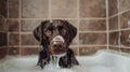 The Dog in a Bubble Bath.AI generated image Royalty Free Stock Photo