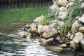 Wet brown various stones, two doves, lake, winter landscape in Italy Royalty Free Stock Photo