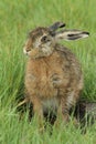 A wet Brown Hare, Lepus europaeus, leveret sitting in the grass.