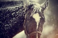 Wet brown horse in snow. Royalty Free Stock Photo