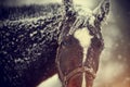 Wet brown horse in snow. Royalty Free Stock Photo