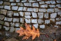 Wet brown leaf closeup in dirt near old gray pavement. Paved sidewalk in Berlin city of Germany. Cobblestone road. Royalty Free Stock Photo