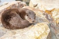 A wet brown otter