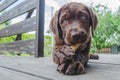 Brown labrador puppy lying and looking at camera Royalty Free Stock Photo