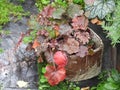 wet, brown and red heuchera leaves in the autumn garden