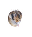 Wet brown Syrian hamster sits and washes his fur