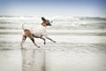 Wet Brown and White dog running along edge of water in sand Royalty Free Stock Photo