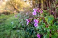 Wet buds and flowers of a Himalayan Balsam plant Royalty Free Stock Photo