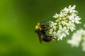 bumblebee feeding on a wild garlic flower in the UK Royalty Free Stock Photo