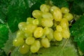 Wet bunch of grapes with drops of water on grape leaves Royalty Free Stock Photo