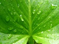 wet calla leaf Royalty Free Stock Photo