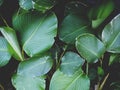 Wet calthea banana luthea cigar leaves after rain shot from top view with deep dark green fade mood color grade