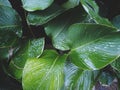 Wet calthea banana luthea cigar leaves after rain shot from top view with deep dark green fade mood color grade