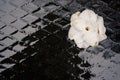 wet camellia japonica fallen blossom