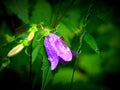 Wet Campanula scheuchzeri