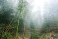 wet cane trunks in mist rainforest Royalty Free Stock Photo