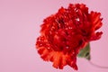 wet carnation pink Royalty Free Stock Photo