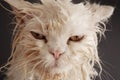 Wet cat Royalty Free Stock Photo