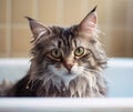 Wet Cat in the Bathtub Taking a Bath, Generative AI Royalty Free Stock Photo