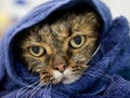 Wet cat on a blue towel Royalty Free Stock Photo