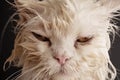 Wet cat Royalty Free Stock Photo