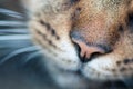 Wet cat nose Royalty Free Stock Photo