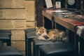 Wet cat in the rain on a chair near the bar counters Royalty Free Stock Photo