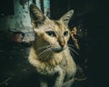 Wet cat in Raining season of monsoon in India Royalty Free Stock Photo