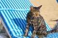 A wet cat sitting on the chair on the beach. Royalty Free Stock Photo