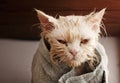 Wet cat Royalty Free Stock Photo