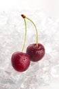 Wet cherries Royalty Free Stock Photo