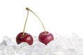 Wet cherries Royalty Free Stock Photo