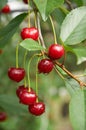 Wet cherries on the tree after rain Royalty Free Stock Photo
