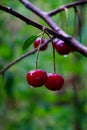 Wet cherries on a tree, their red hue vibrant against the green backdrop. Water droplets indicate recent rain Royalty Free Stock Photo