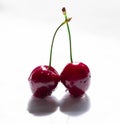 Wet cherry berry white background macro two isolate shaddow fresh Royalty Free Stock Photo