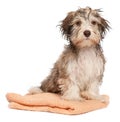 Wet chocolate havanese puppy after bath Royalty Free Stock Photo