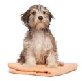 Wet chocolate havanese puppy after bath Royalty Free Stock Photo