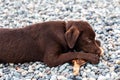 wet chocolate labrador, puppy, gnawing a stick, lying on a pebble Royalty Free Stock Photo